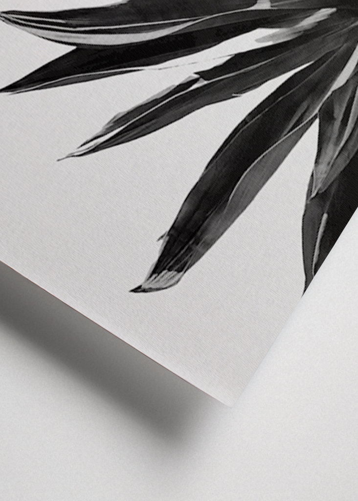 Agave Cactus Black & White 