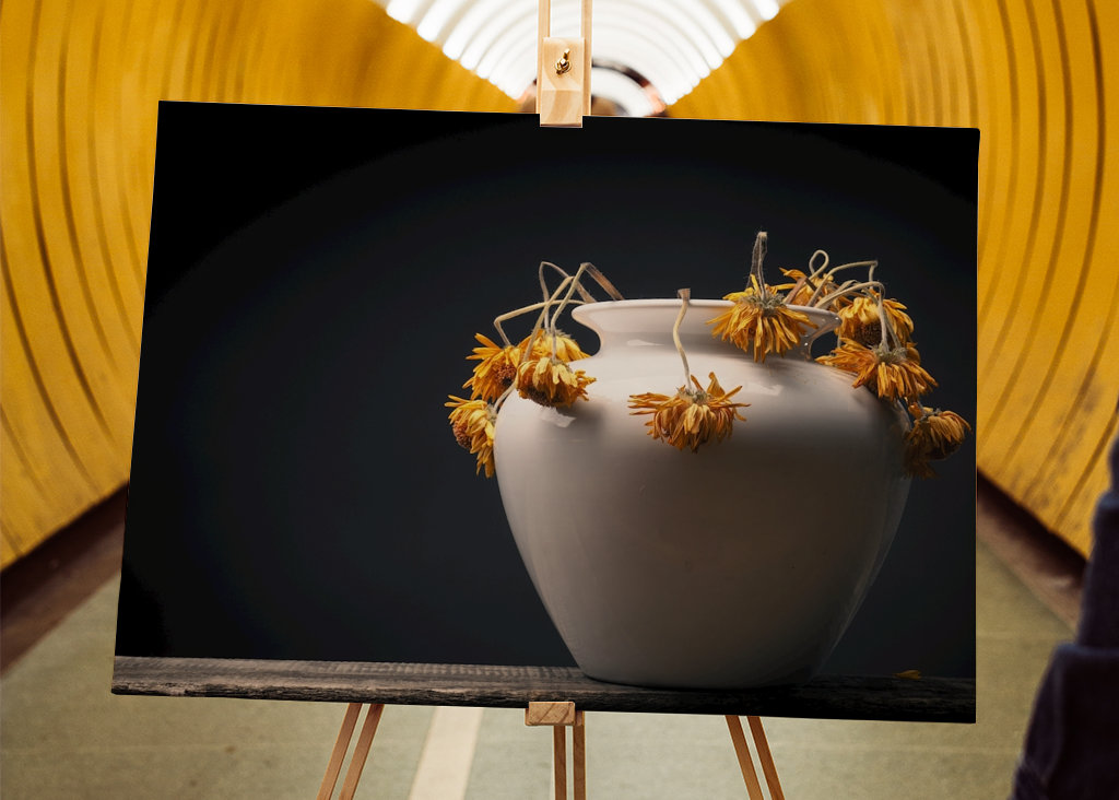 Uschlé žluté květy sedmikrásky