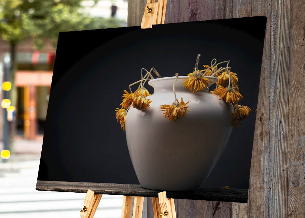 Uschlé žluté květy sedmikrásky