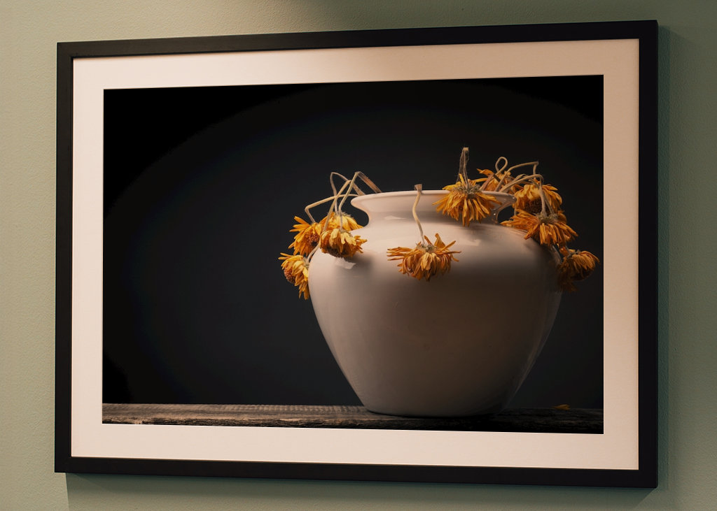 Uschlé žluté květy sedmikrásky