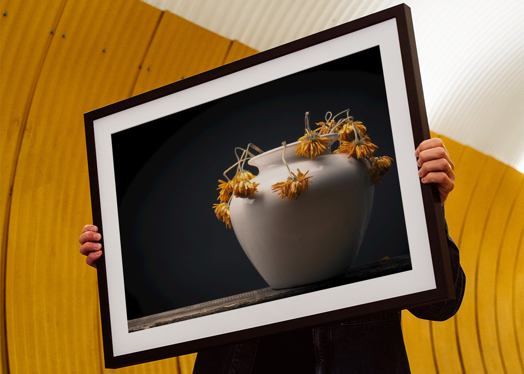 Uschlé žluté květy sedmikrásky