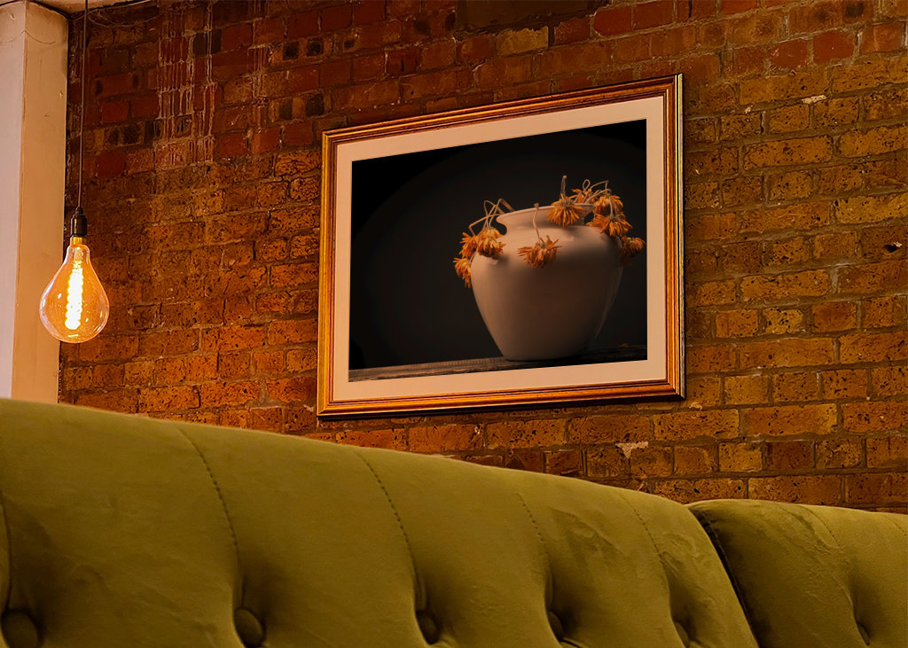 Uschlé žluté květy sedmikrásky