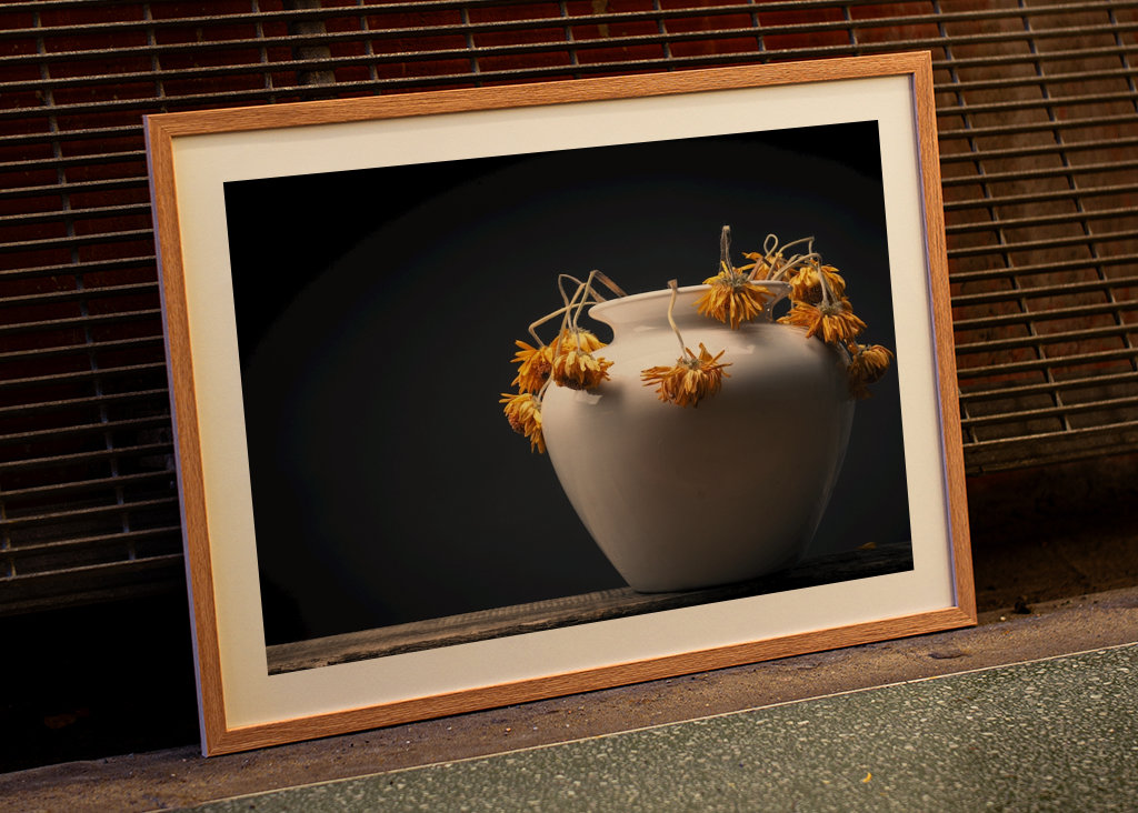 Uschlé žluté květy sedmikrásky