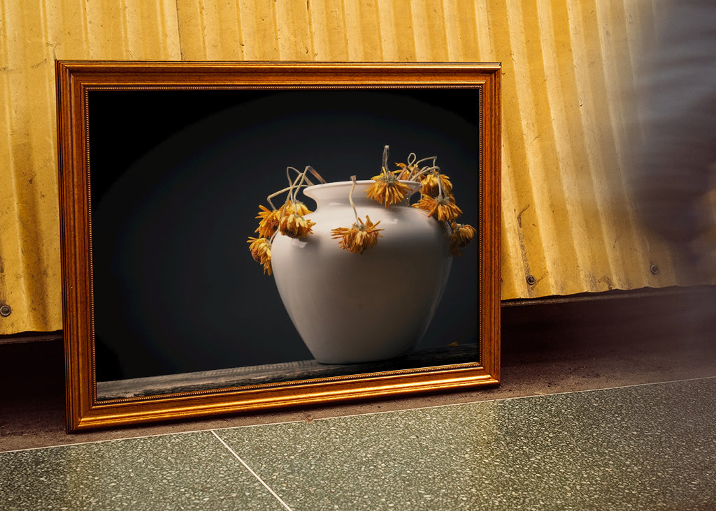 Uschlé žluté květy sedmikrásky