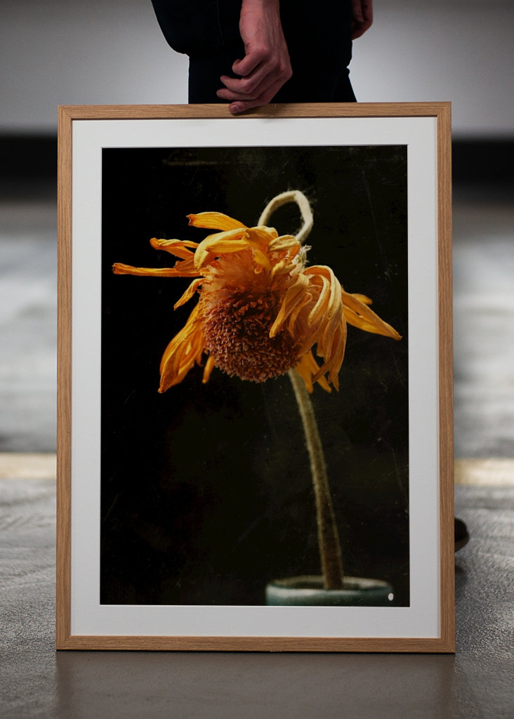 Bellissimo fiore di margherita appassito