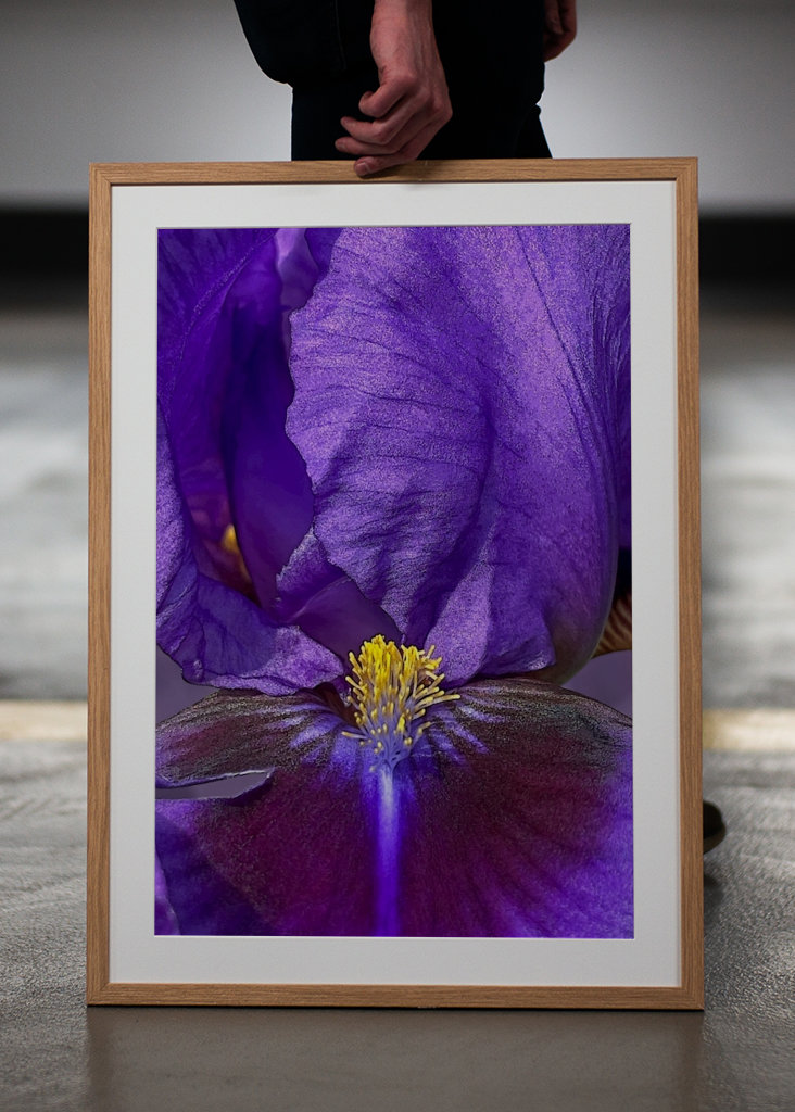Purple Iris