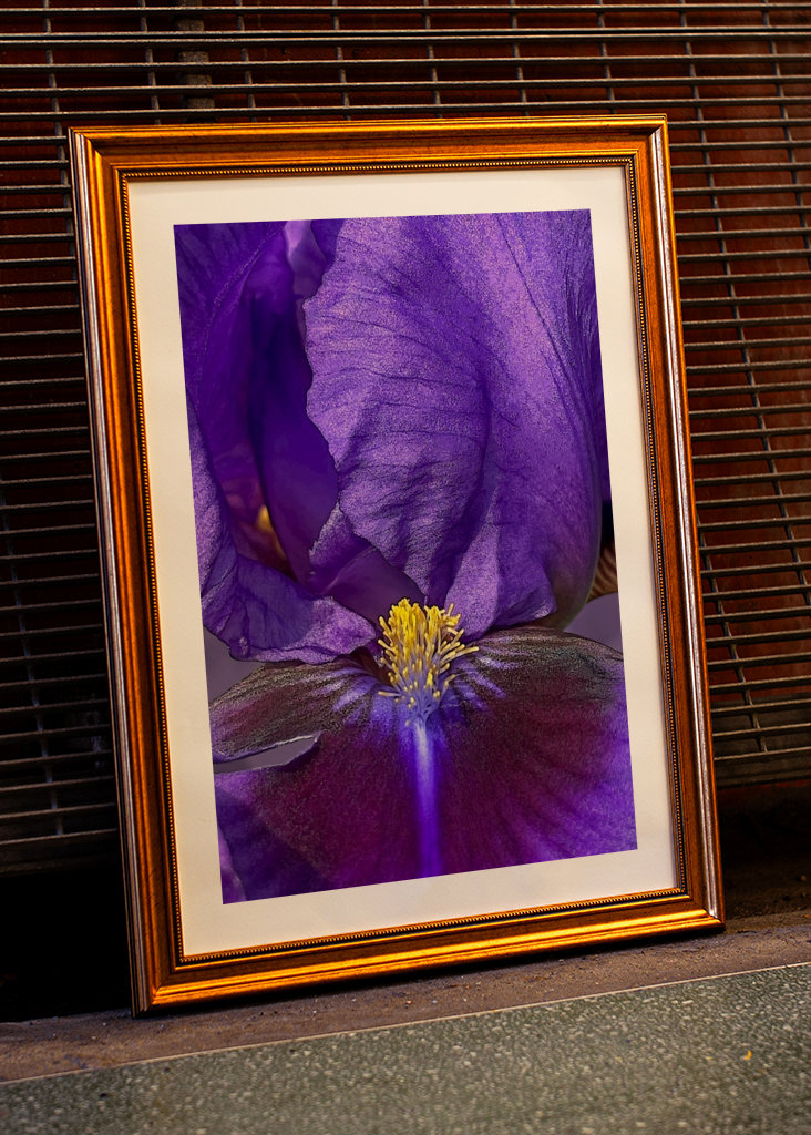Purple Iris