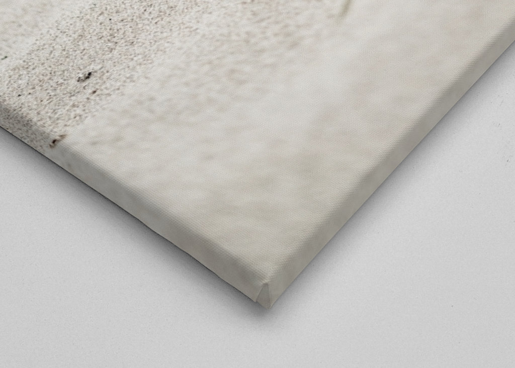 Beach grass in the sea breeze