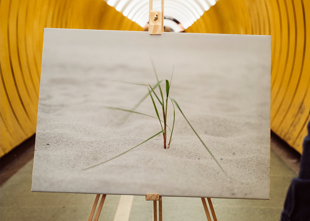 Beach grass in the sea breeze
