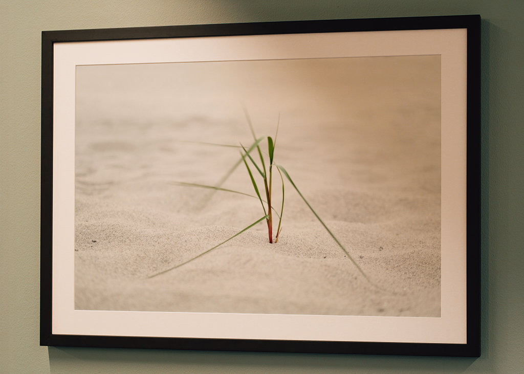 Beach grass in the sea breeze