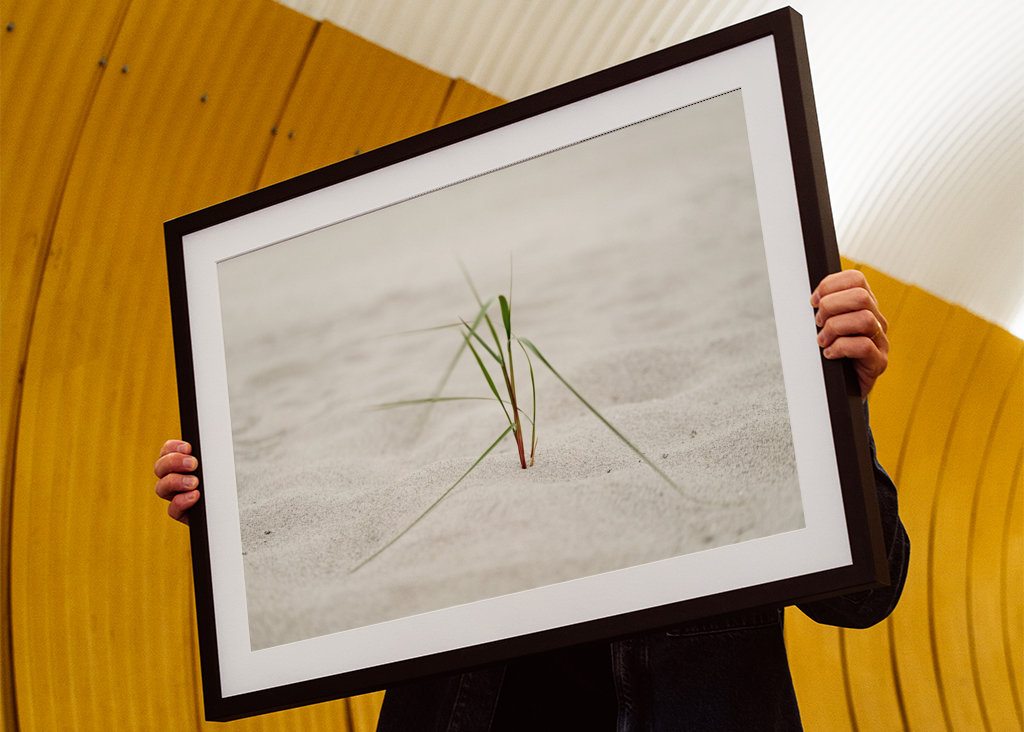 Beach grass in the sea breeze