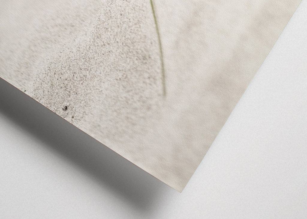 Beach grass in the sea breeze