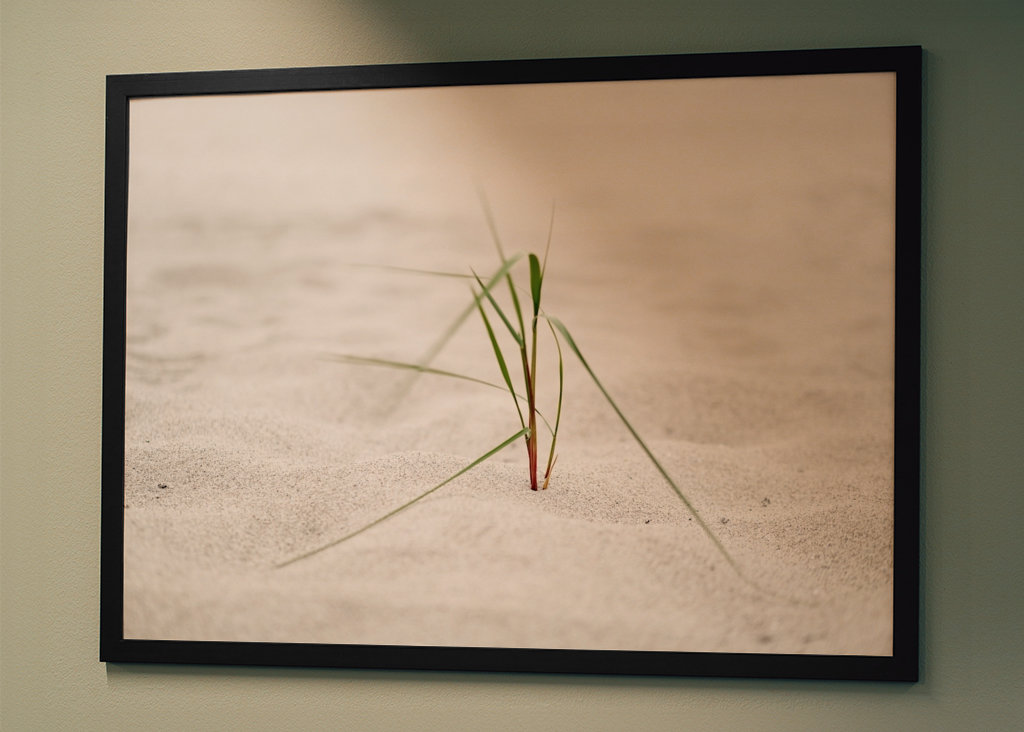 Beach grass in the sea breeze