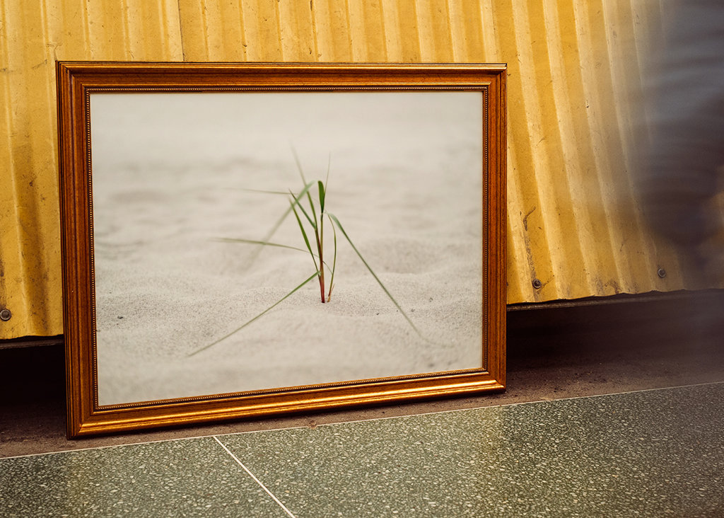 Beach grass in the sea breeze