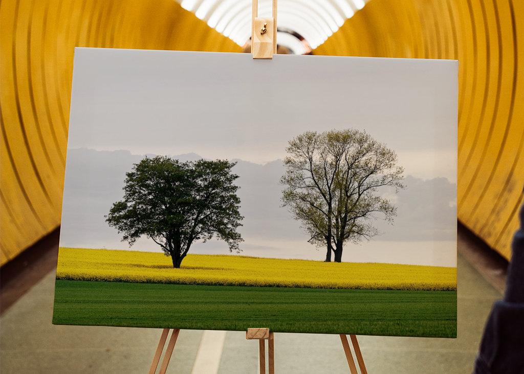 Zwei Bäume im Rapsfeld