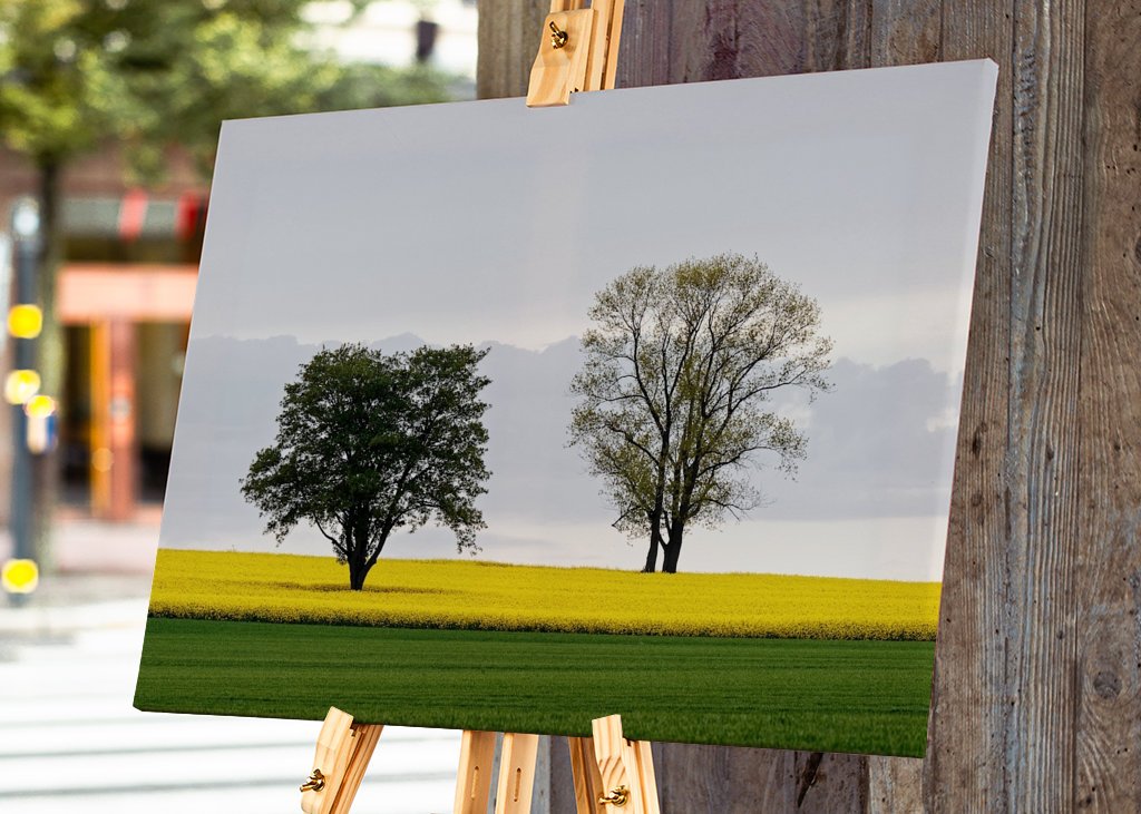 Zwei Bäume im Rapsfeld