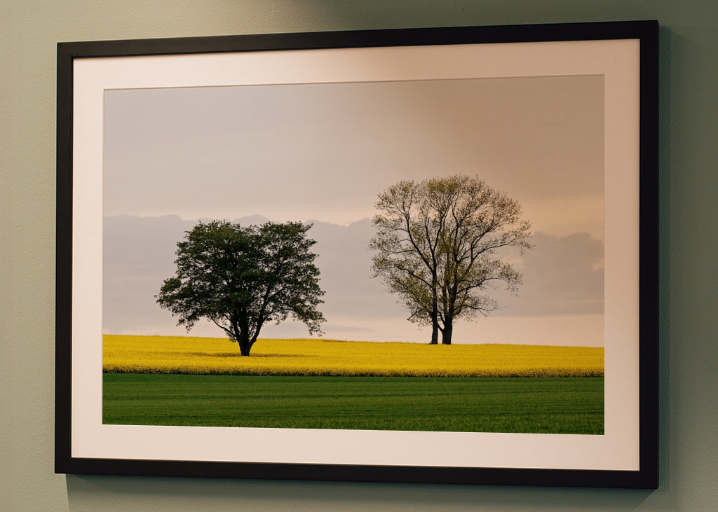 Zwei Bäume im Rapsfeld