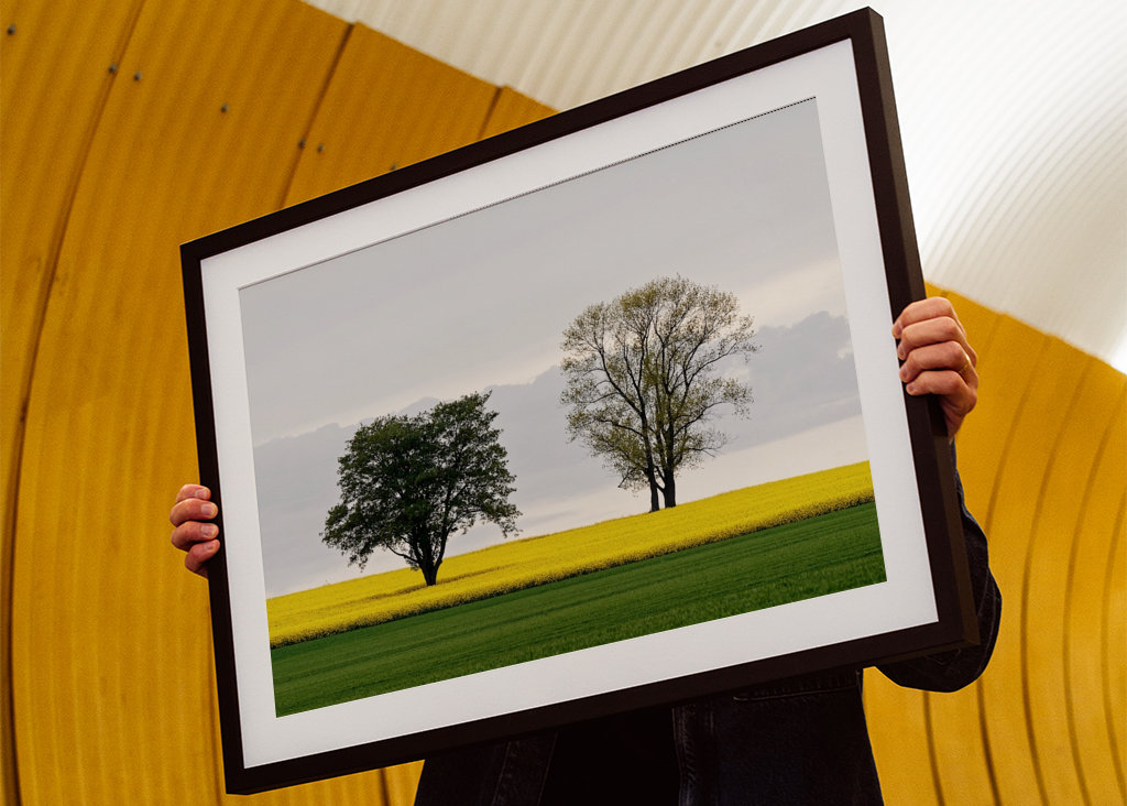 Zwei Bäume im Rapsfeld