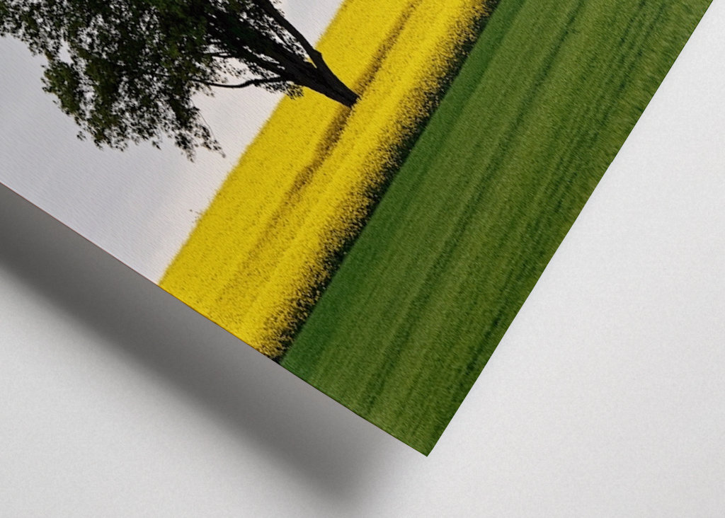 Zwei Bäume im Rapsfeld