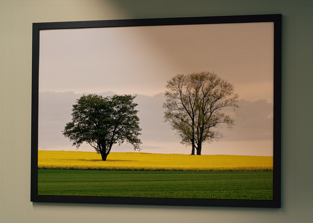 Zwei Bäume im Rapsfeld