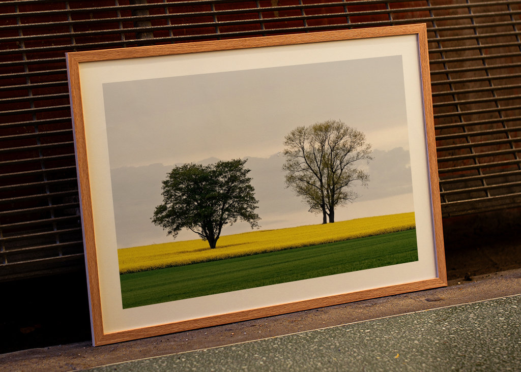 Zwei Bäume im Rapsfeld