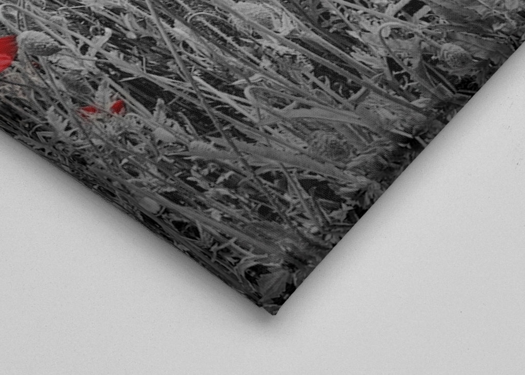 Idylické makové pole 