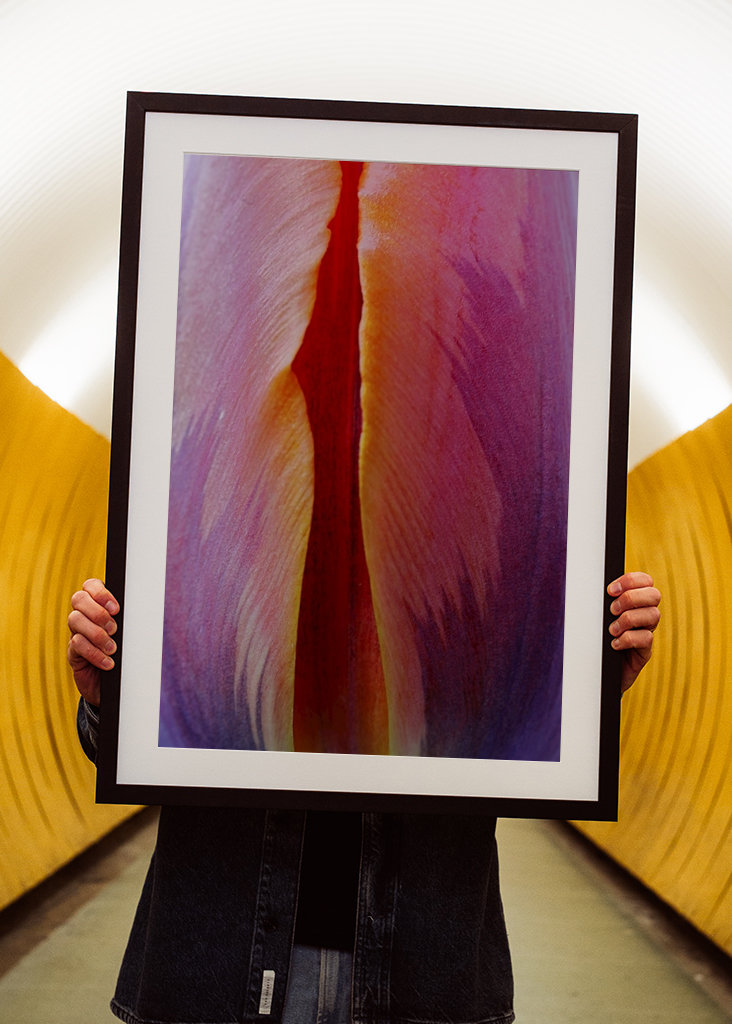 Prinses Irene Tulpe #1