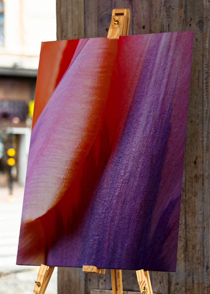 Prinses Irene Tulip #2