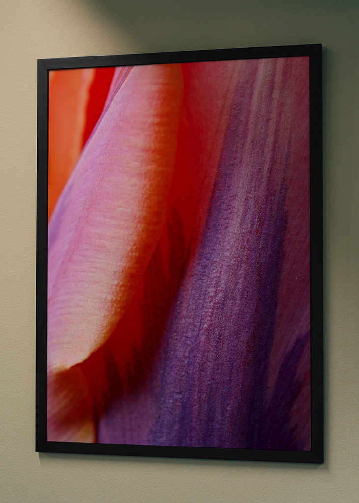 Prinses Irene Tulip #2