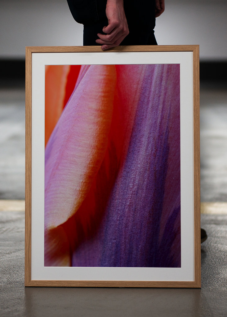 Prinses Irene Tulip #2