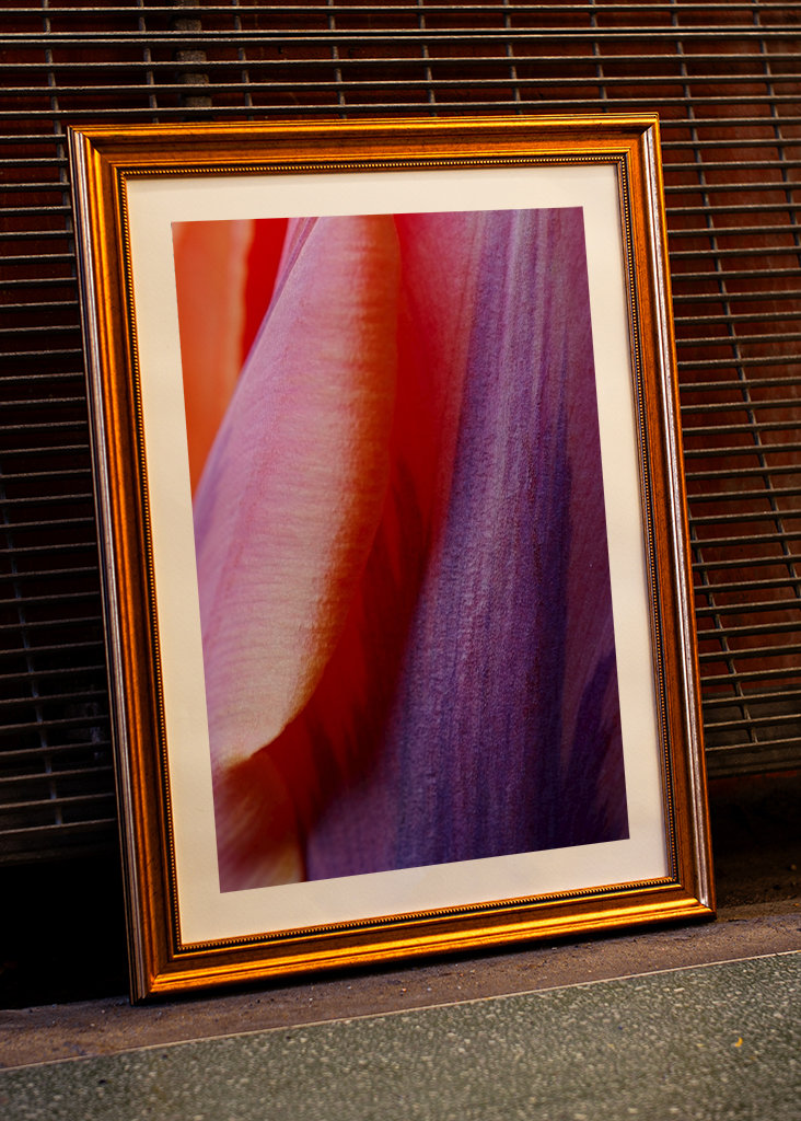 Prinses Irene Tulip #2