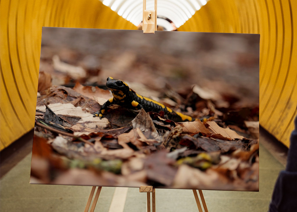 Feuersalamander im Harz