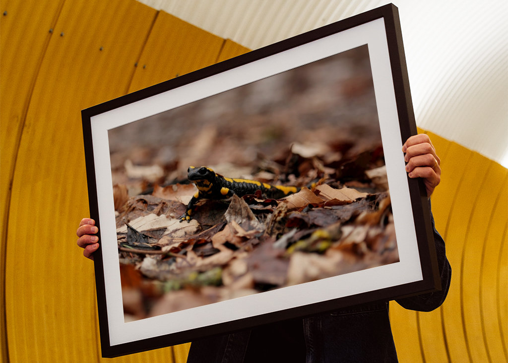 Feuersalamander im Harz