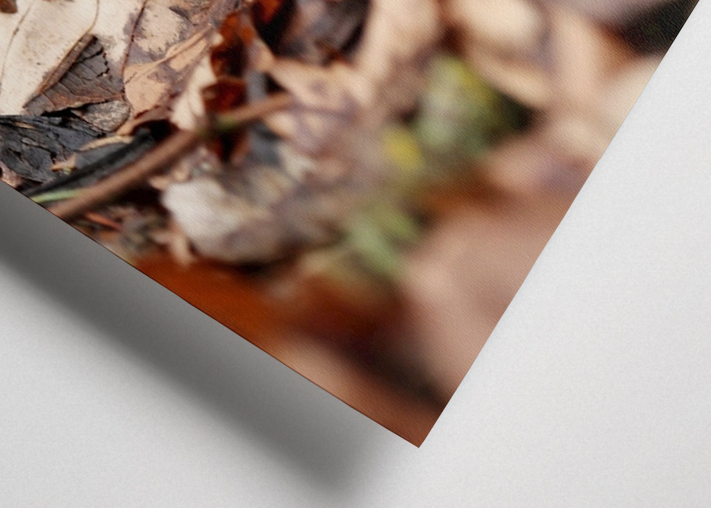 Feuersalamander im Harz