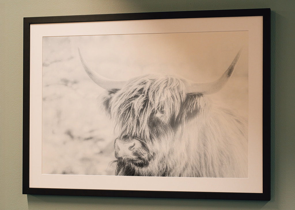 highland cattle highkey