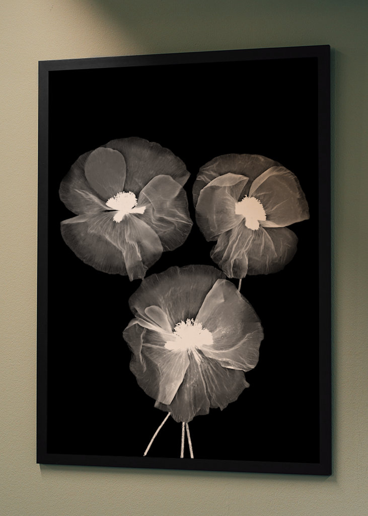 Čierna biela kvetina výtvarného umenia