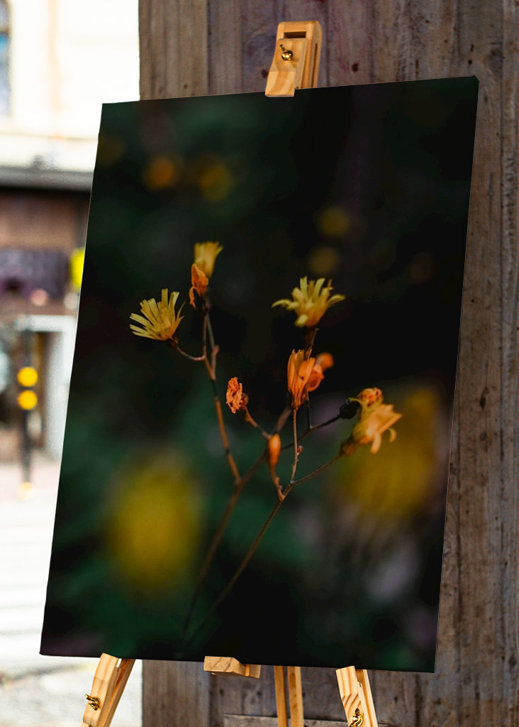 Flor silvestre amarilla en verano