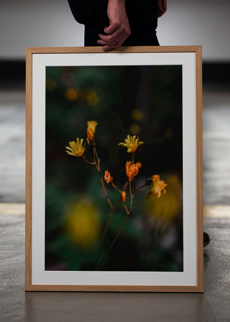 Flor silvestre amarilla en verano