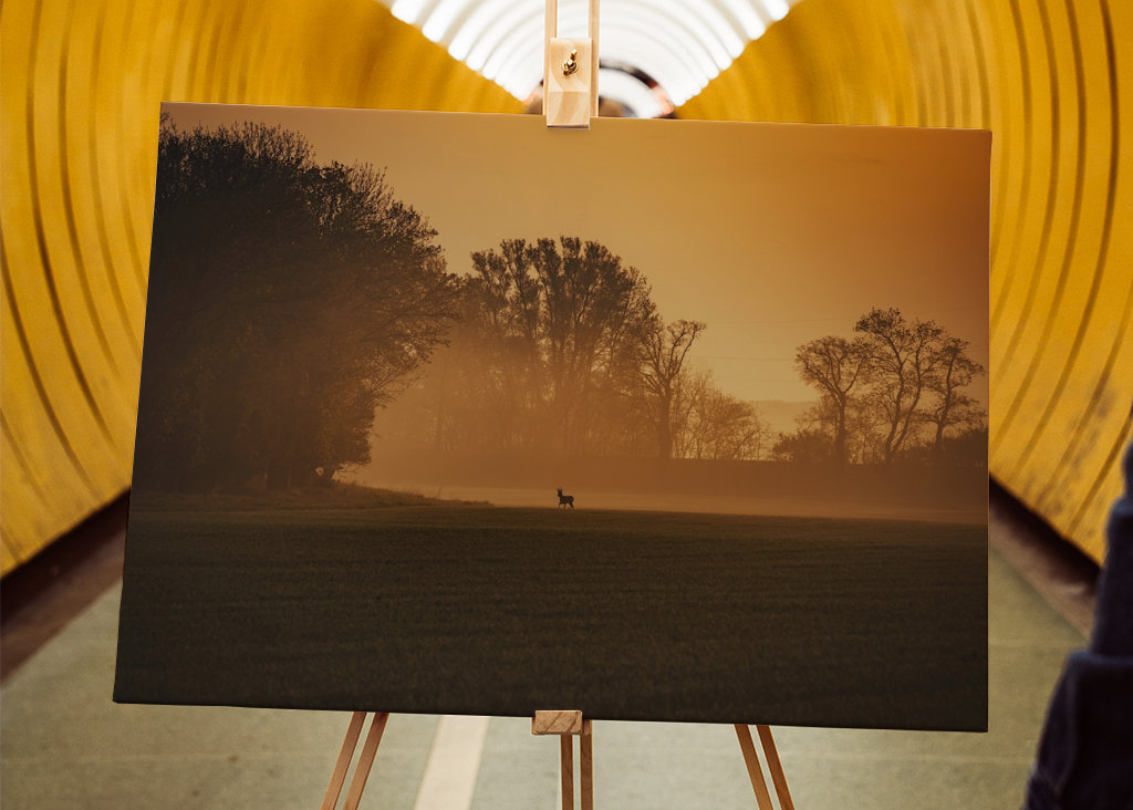 Srnec při východu slunce