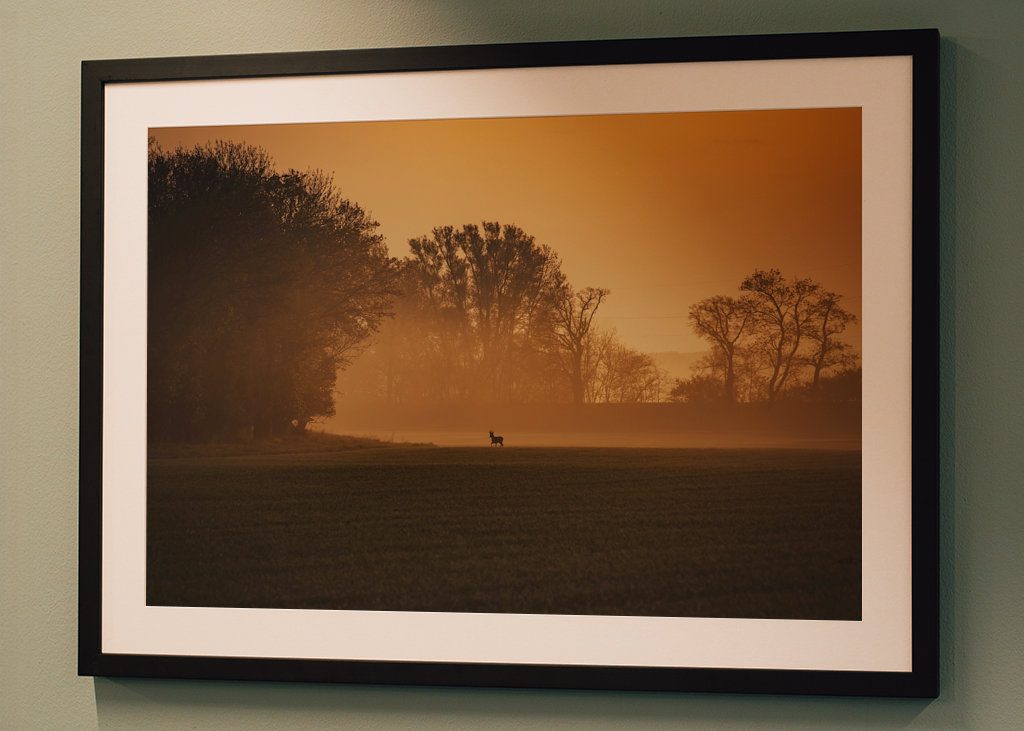 Srnec při východu slunce