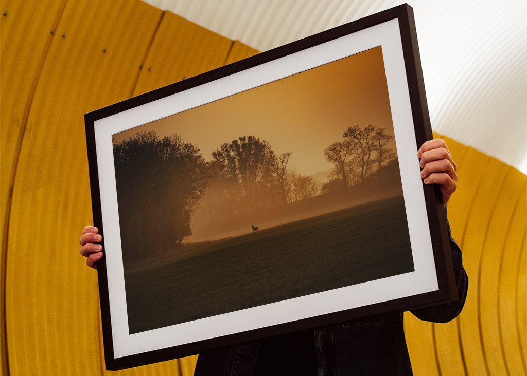 Srnec při východu slunce