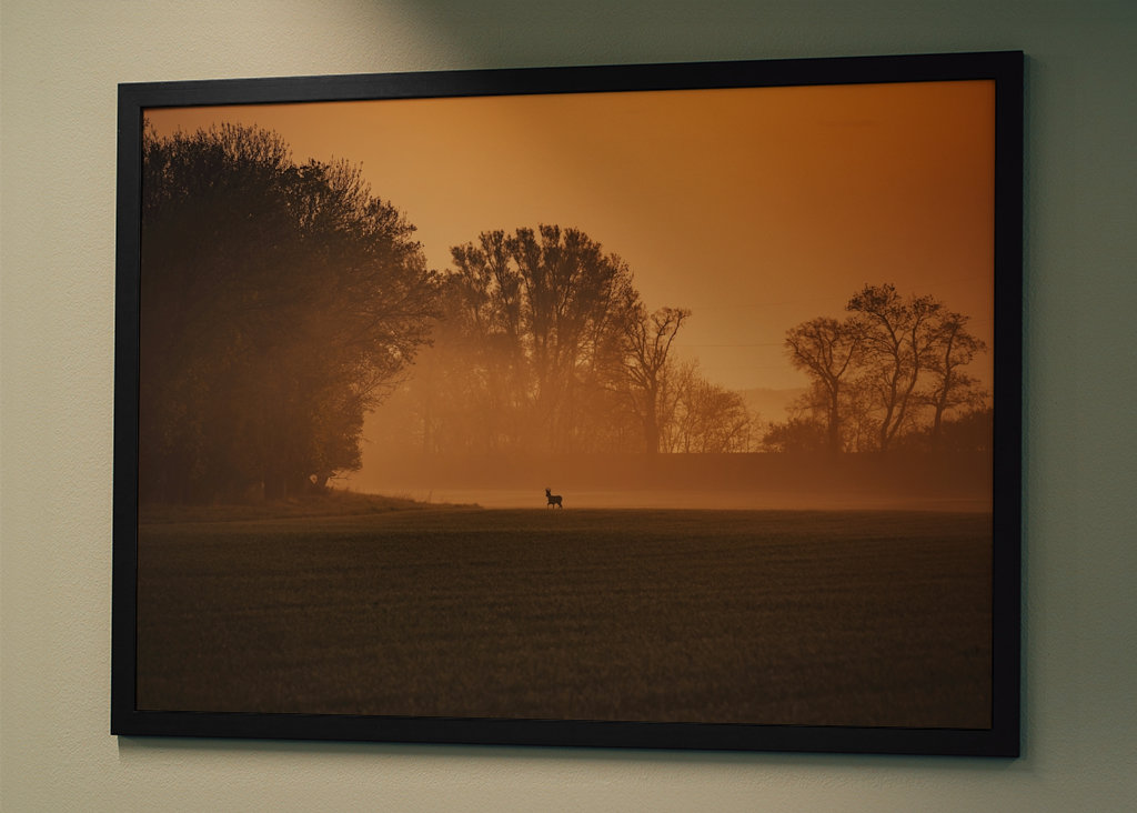 Srnec při východu slunce