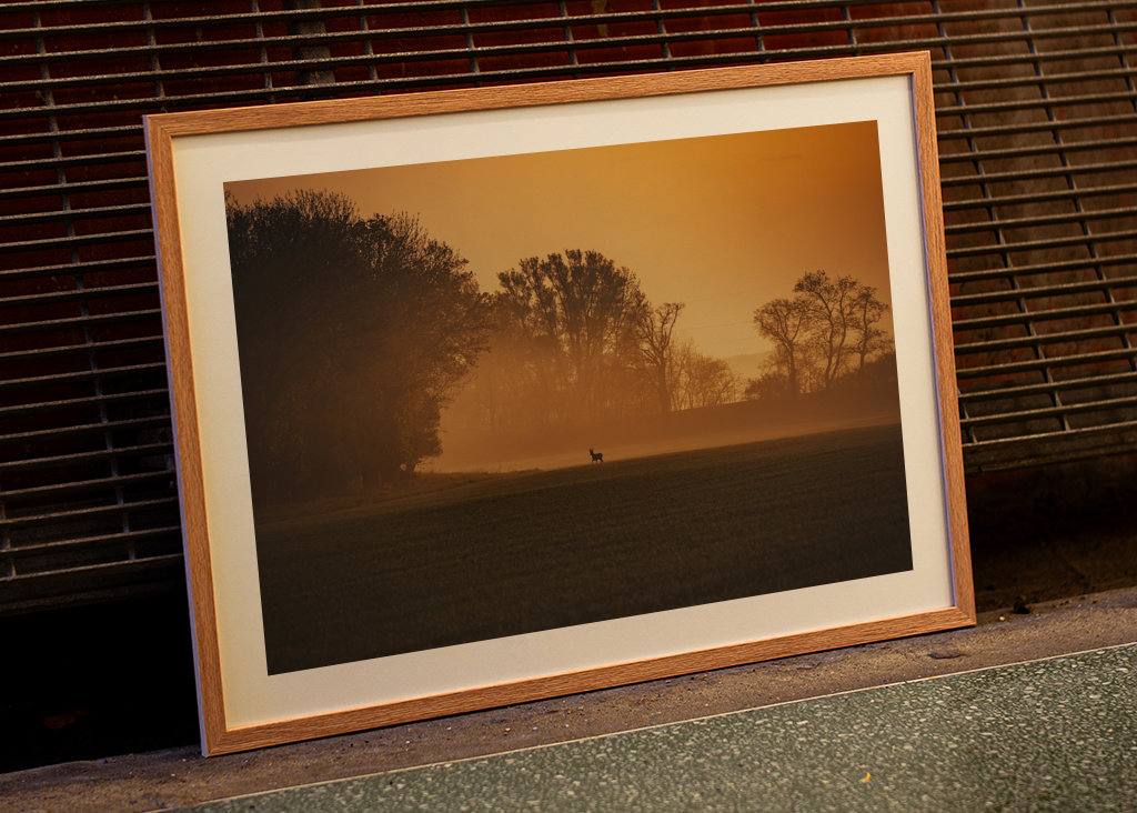 Srnec při východu slunce