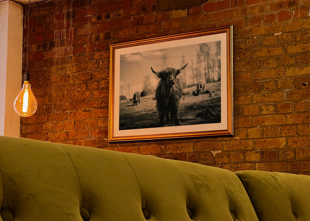 Hochlandrinder in Schwarz und Weiß 