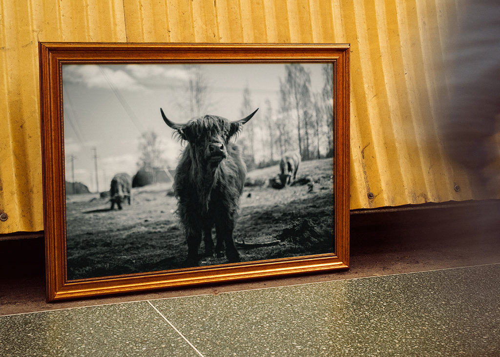 Hochlandrinder in Schwarz und Weiß 