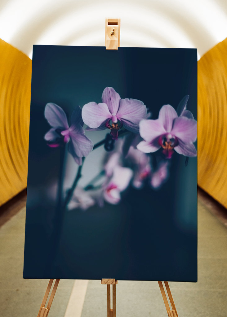 Phalaenopsis Brudorkidé