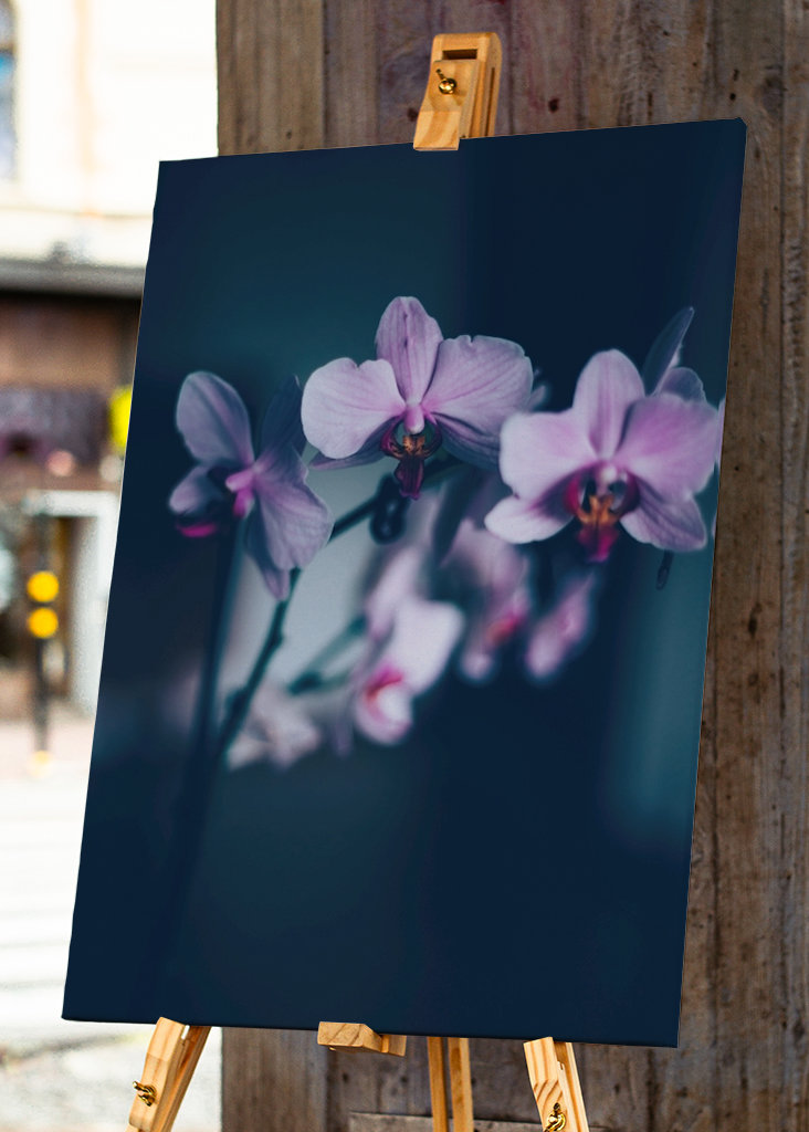 Phalaenopsis Brudorkidé