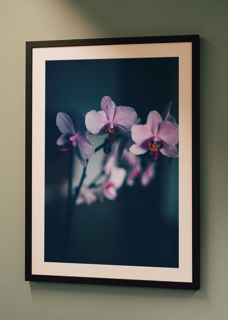 Phalaenopsis Brudorkidé