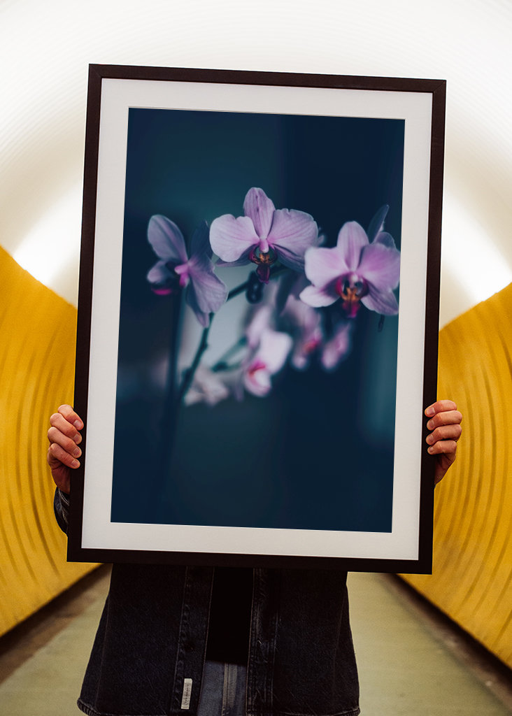 Phalaenopsis Brudorkidé