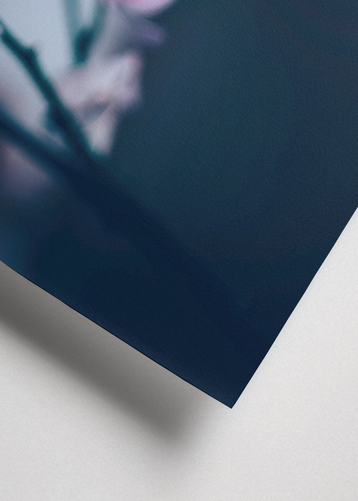 Phalaenopsis Brudorkidé